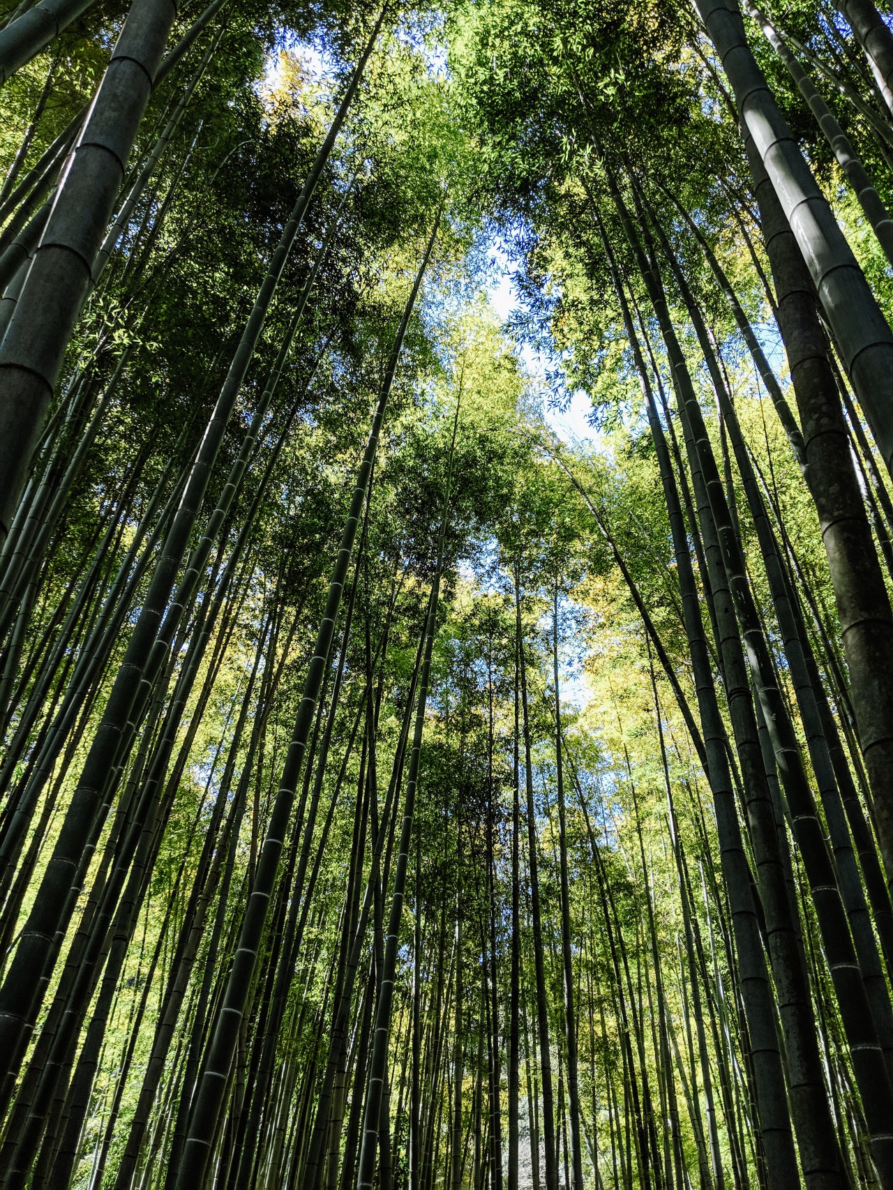 bamboo- IMG_20190313_113022-2